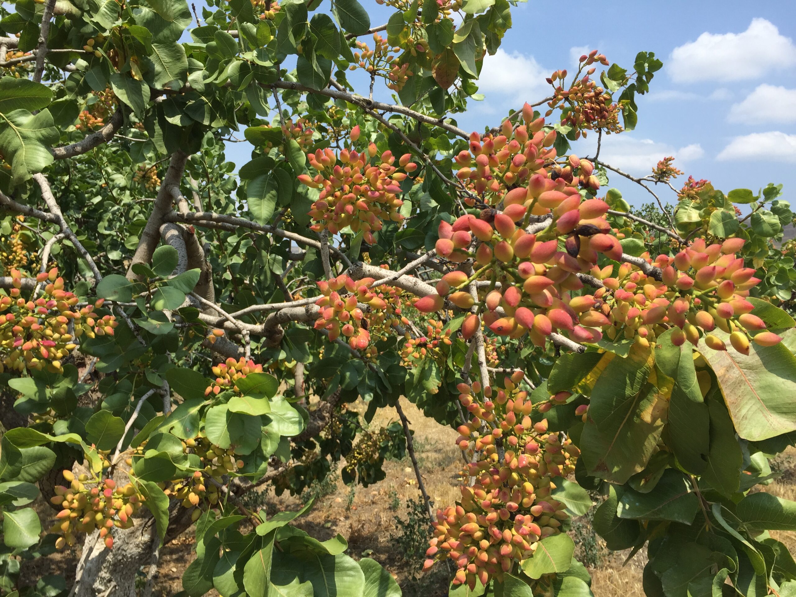 pistaches AOC d'Egine, grillées, salées, en coque, sachet de 500 gr – Image 2