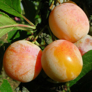 Mirabelles