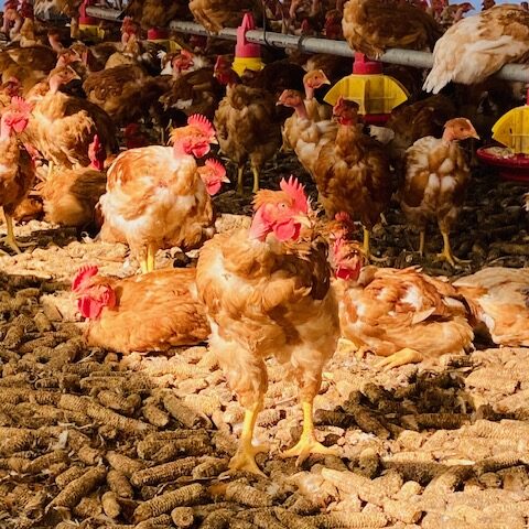 Ferme Breitenheim