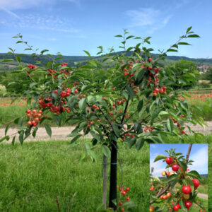 cerises griottes