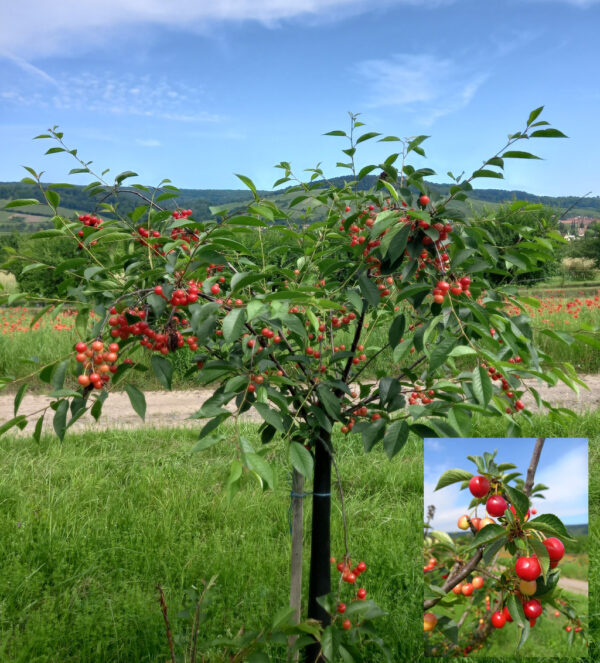 cerises griottes