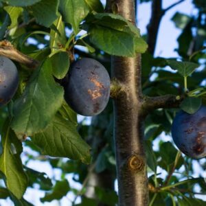 Prunes Buhler-Quetsches Précoces
