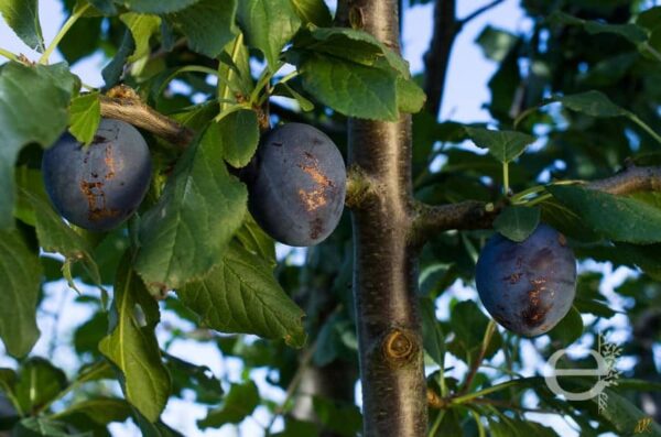 Prunes Buhler-Quetsches Précoces